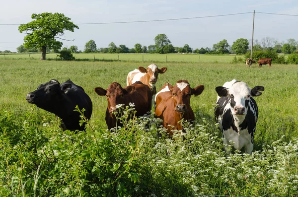 Nieuwsgierig vee in weelderig groen — Stockfoto