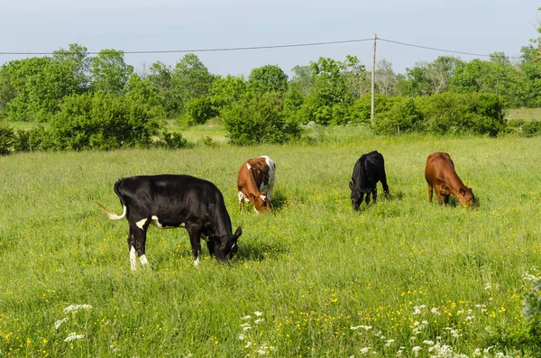 Legelésző szarvasmarhák, egy színes legelők — Stock Fotó