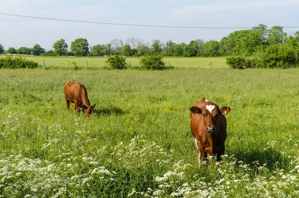 Countryside tranquil scene with two young cows Royalty Free Stock Photos