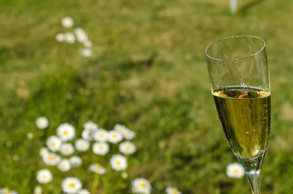 Glas mit Sekt im Garten — Stockfoto