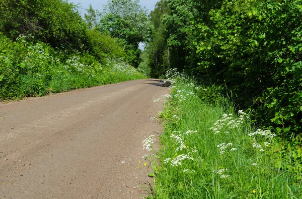 Yeşil renkler tarafından çevrili çakıl yol — Stok fotoğraf