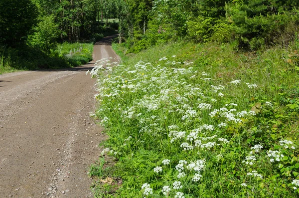 Beautiful summer roadside — Stock Photo, Image