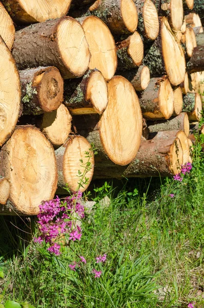 Pila di legno con fiori viola — Foto Stock