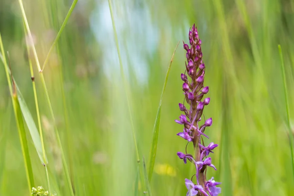 夏の草原で紫の花 — ストック写真