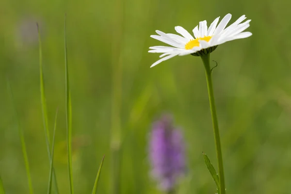 Blossom daisy blomman i grönt gräs — Stockfoto