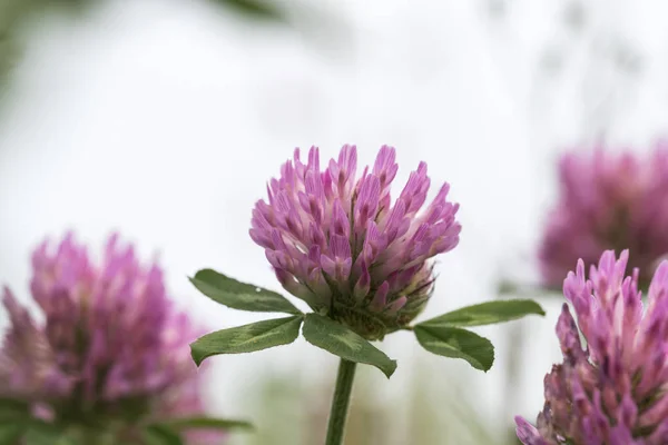 Pink clover flower closeup — Stock Photo, Image