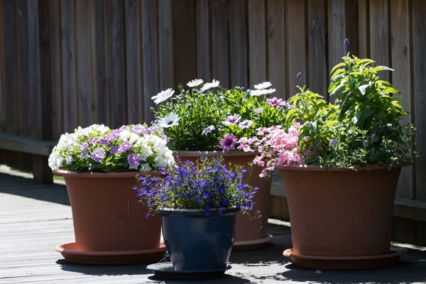 Blomkrukor på en terrass — Stockfoto