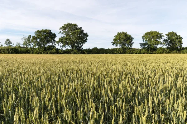 Farmers field with growing grain — Stock Photo, Image