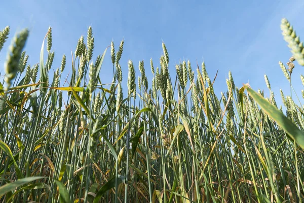 Campo di grano da angolo basso — Foto Stock