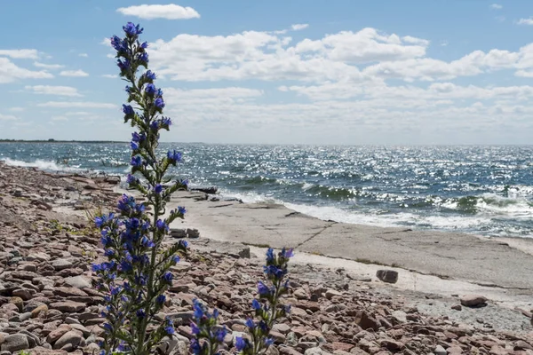 Blume aus Blaukraut an einer flachen Felsenküste — Stockfoto