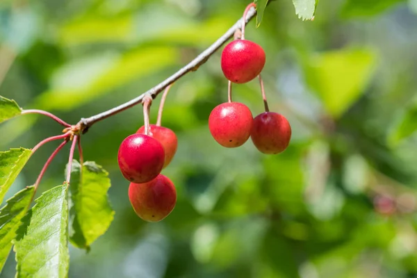 Ripe growing cherries — Stock Photo, Image
