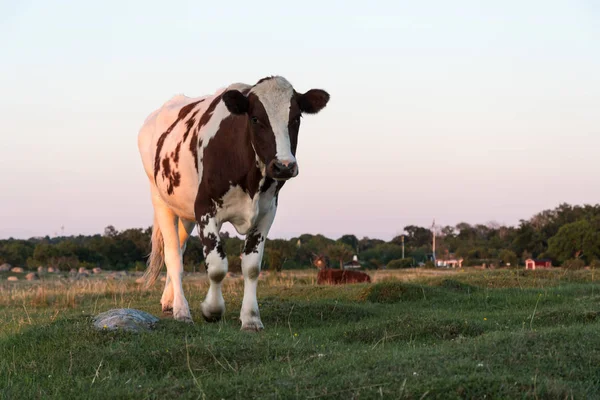 Vaca jovem em uma imagem de baixo ângulo — Fotografia de Stock