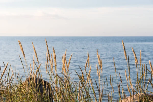 Sonnenbeschienene Grashalme an der Küste — Stockfoto