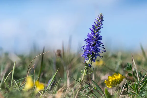 青と黄色の夏の花 — ストック写真