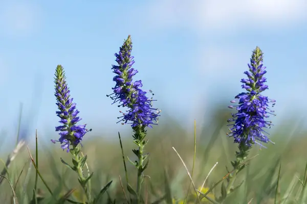 Blue summer flowers closeup — Stock Photo, Image