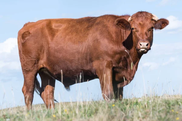 Portret van de jonge stier kijken — Stockfoto