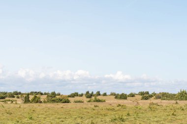 Ardıç ile düz otlak