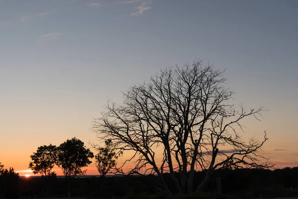 Bare tre entro il tramonto — Foto Stock