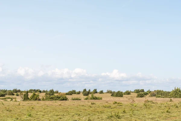 Plain grassland with junipers — Stock Photo, Image