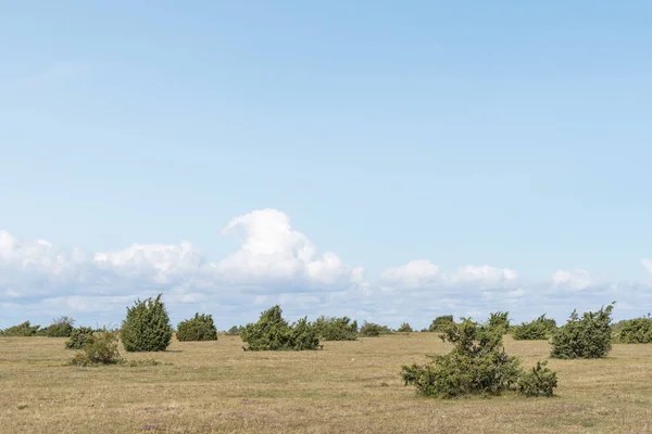 Enbuskarna i ett vanligt landskap — Stockfoto