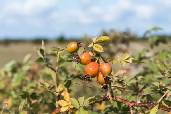 Almost ripe rosehip berries — Stock Photo, Image