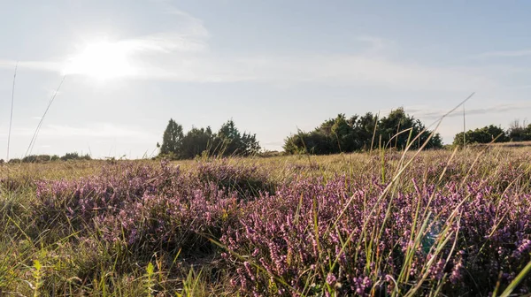 Heather flowers in a grassland — Stock Photo, Image