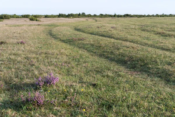 Çiçeği bir çim yol tarafından heather — Stok fotoğraf