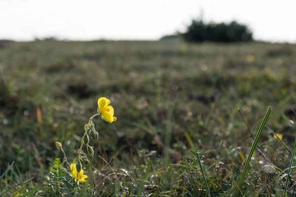 Gula rockrose närbild — Stockfoto