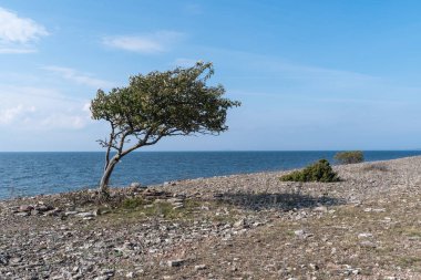 Coastline with windblown tree by seaside clipart