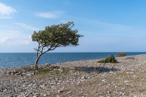 Kustlijn met windblown boom aan kust Stockafbeelding