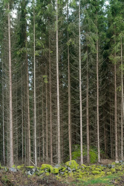 Vysoké smrkové stromy — Stock fotografie