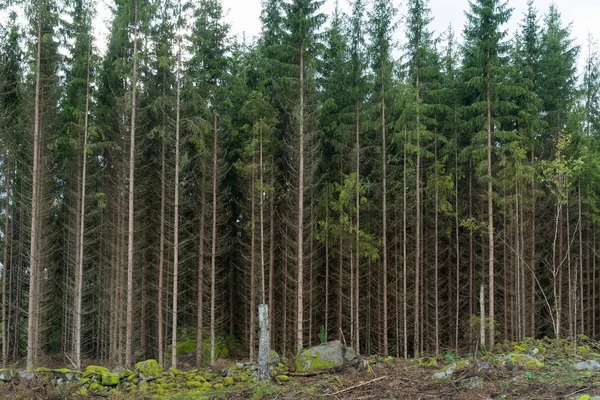 Växande Gran skog — Stockfoto