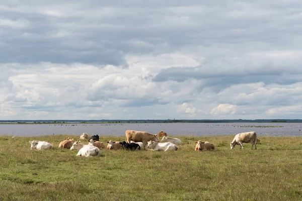 Herd of resting cattle by seaside — Stock Photo, Image