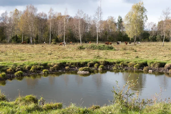 Vattenhålet framför en boskapshjord — Stockfoto