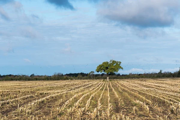 Lone tree in a stubble field — Stock Photo, Image