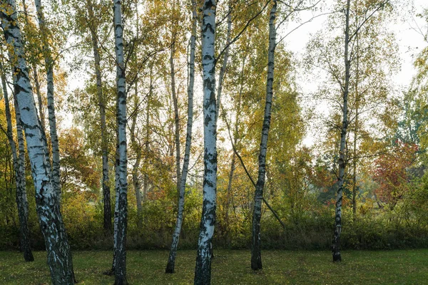 stock image Birch tree trunks by fall season