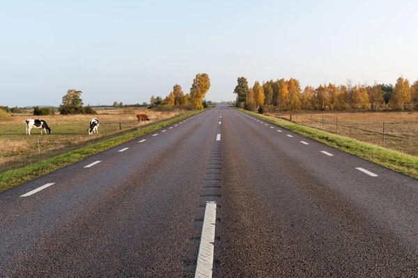 Yol kenarında otlayan sığırlar — Stok fotoğraf