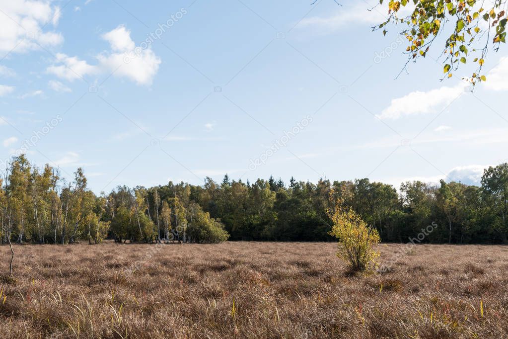 Wetland in fall colors