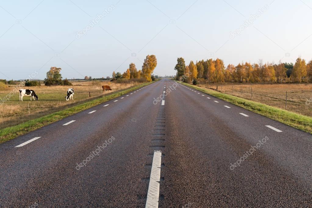 Grazing cattle by roadside