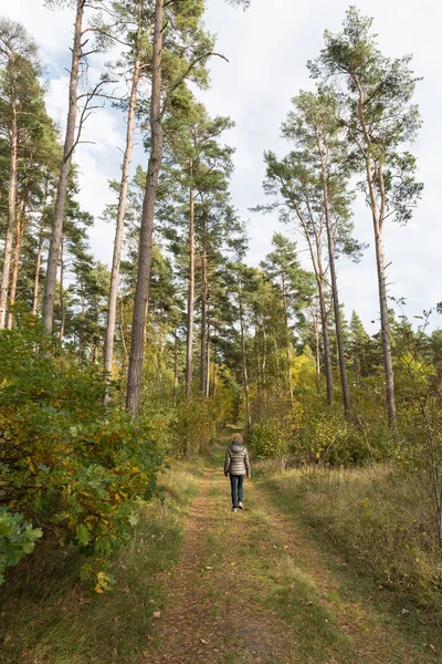 Herfst in het bos lopen — Stockfoto