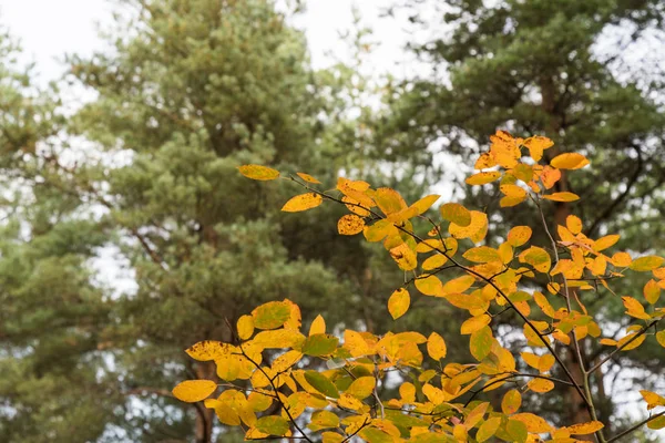 Foglie colorate nella stagione autunnale — Foto Stock