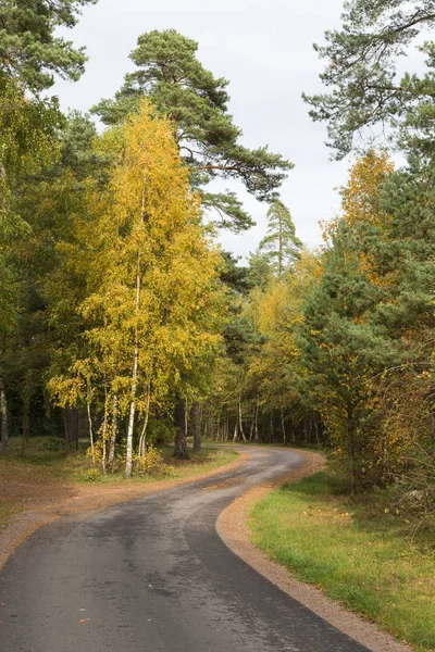 Enrolamento estrada país em uma floresta colorida — Fotografia de Stock