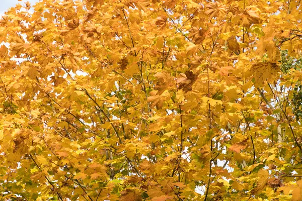 Klon kolorowy liście — Zdjęcie stockowe