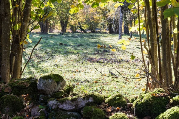 Осінній сезон кольорові лісові галявини — стокове фото
