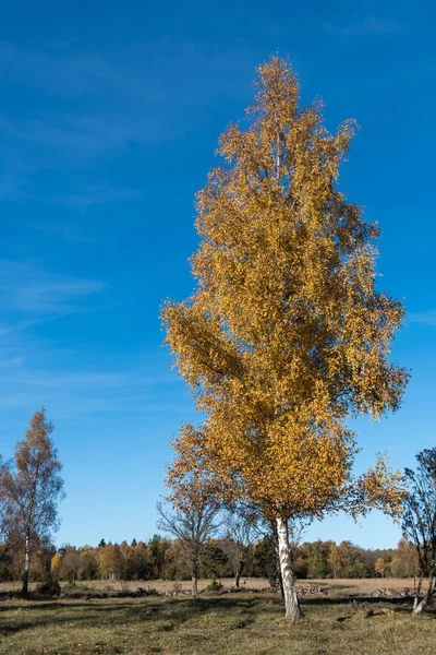 Mooie gekleurde birch tree — Stockfoto