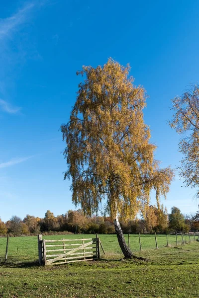 Oude houten poort door een eenzame boom — Stockfoto