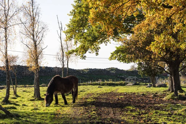 Cheval de pâturage dans un paysage coloré — Photo