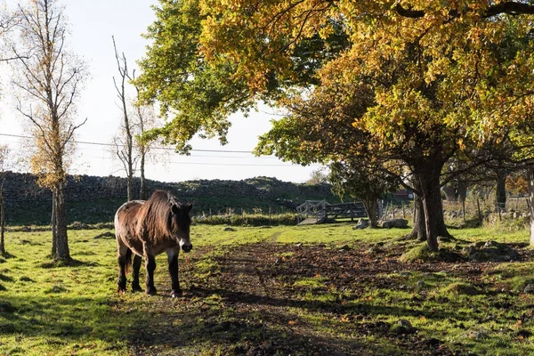 Cheval dans un paysage coloré — Photo