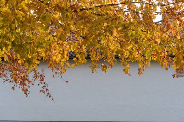 Parlayan kayın ağacı dalları