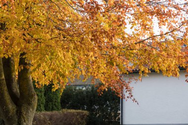 Derma kayın ağacı